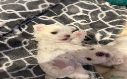 Maltese dogs for sale: Beautiful half Korean Kc reg Maltese  - Image 21