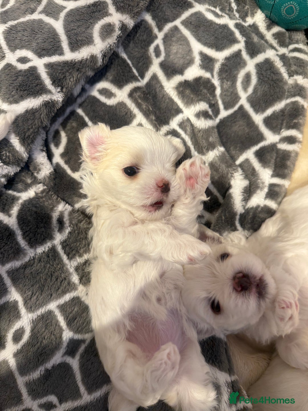 Maltese dogs for sale: Beautiful half Korean Kc reg Maltese  - Image 21