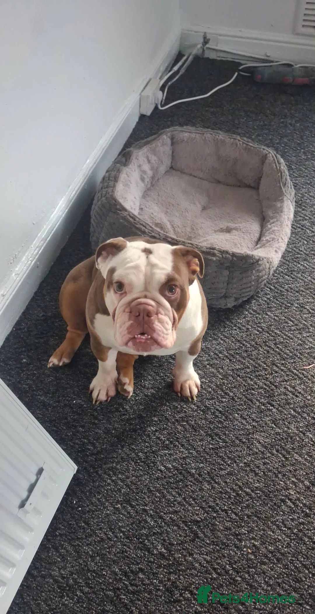 English Bulldog dogs for sale: Beautiful female bulldog  - Advert 2
