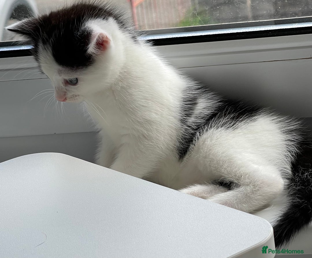 Mixed Breed cats for sale: 5 Beautiful kittens are available  - Image 7