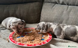 Dachshund dogs for sale: 2 beautiful girls - Image 7