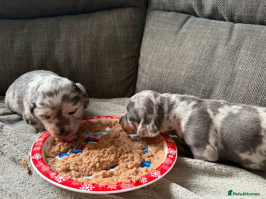 Dachshund dogs for sale: 2 beautiful girls - Image 7