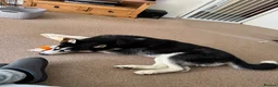 Siberian Husky dogs for sale: Blue  in Corby - Advert 8