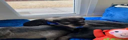 Miniature Schnauzer dogs for sale: Adorable KC Reg Mini Schnauzer Pups - Advert 14