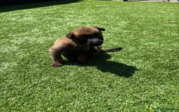 Belgian Shepherd Dog dogs for sale: Belgian Malinois puppies  - Image 10