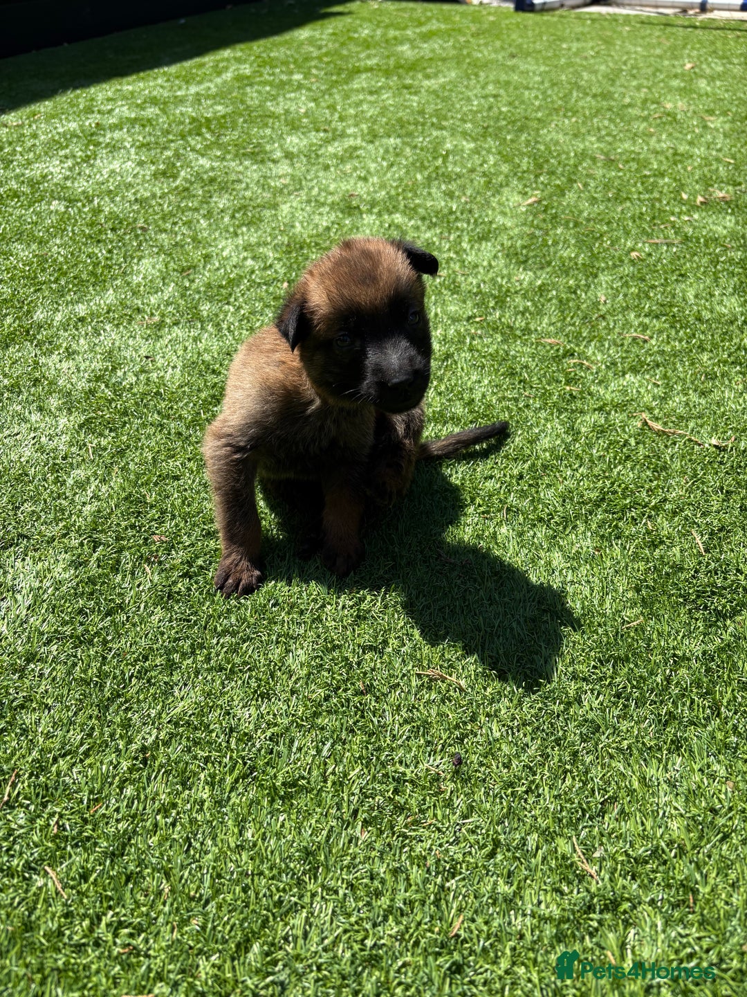 Belgian Shepherd Dog dogs for sale: Belgian Malinois puppies  - Image 10