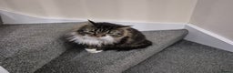 Mixed Breed cats for sale: Friendly Mixed-Breed Male Cat - Advert 11