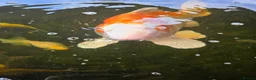Koi Carp fish for sale: Pond closing down  in Durham - Advert 1