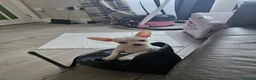 Chihuahua dogs for sale: Chihuahua puppies merle, white, black  in Colchester - Advert 13