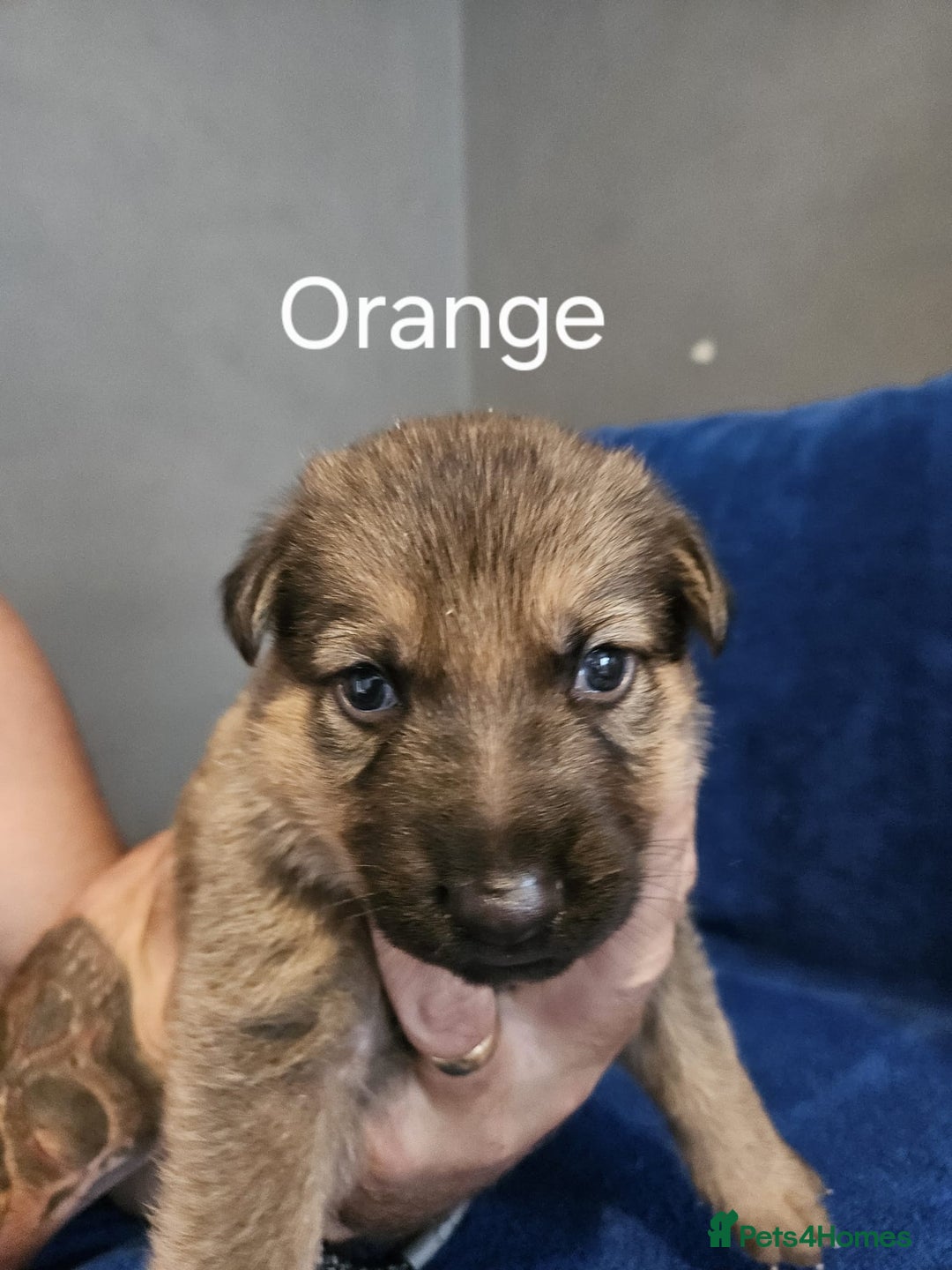 German Shepherd dogs for sale: Stunning German shepherd puppies  - Image 2