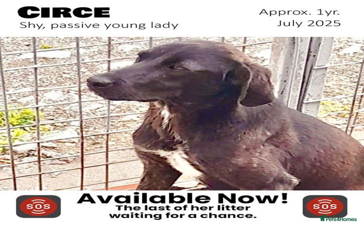 Mixed Breed dogs - Advert 1