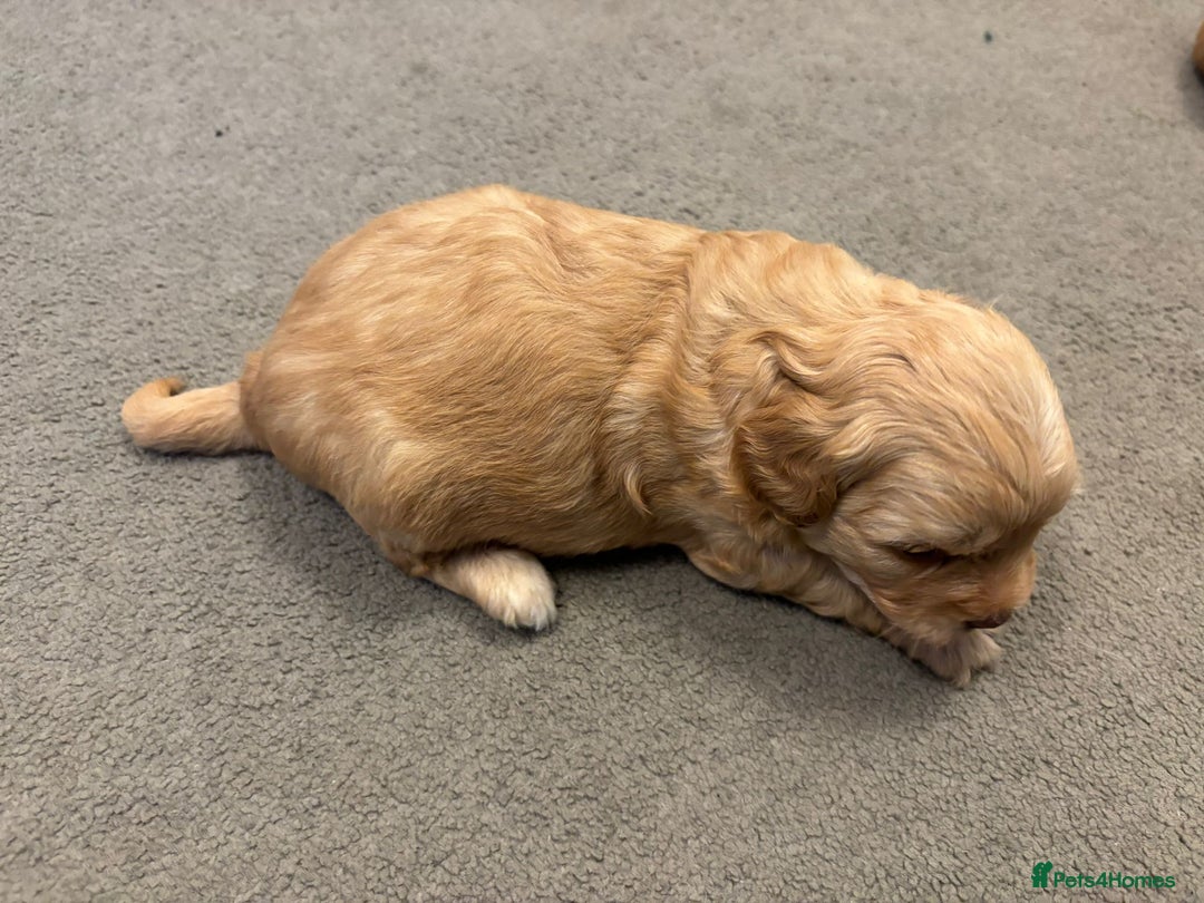 Mixed Breed dogs for sale: Cockapoochi Puppies - Image 6