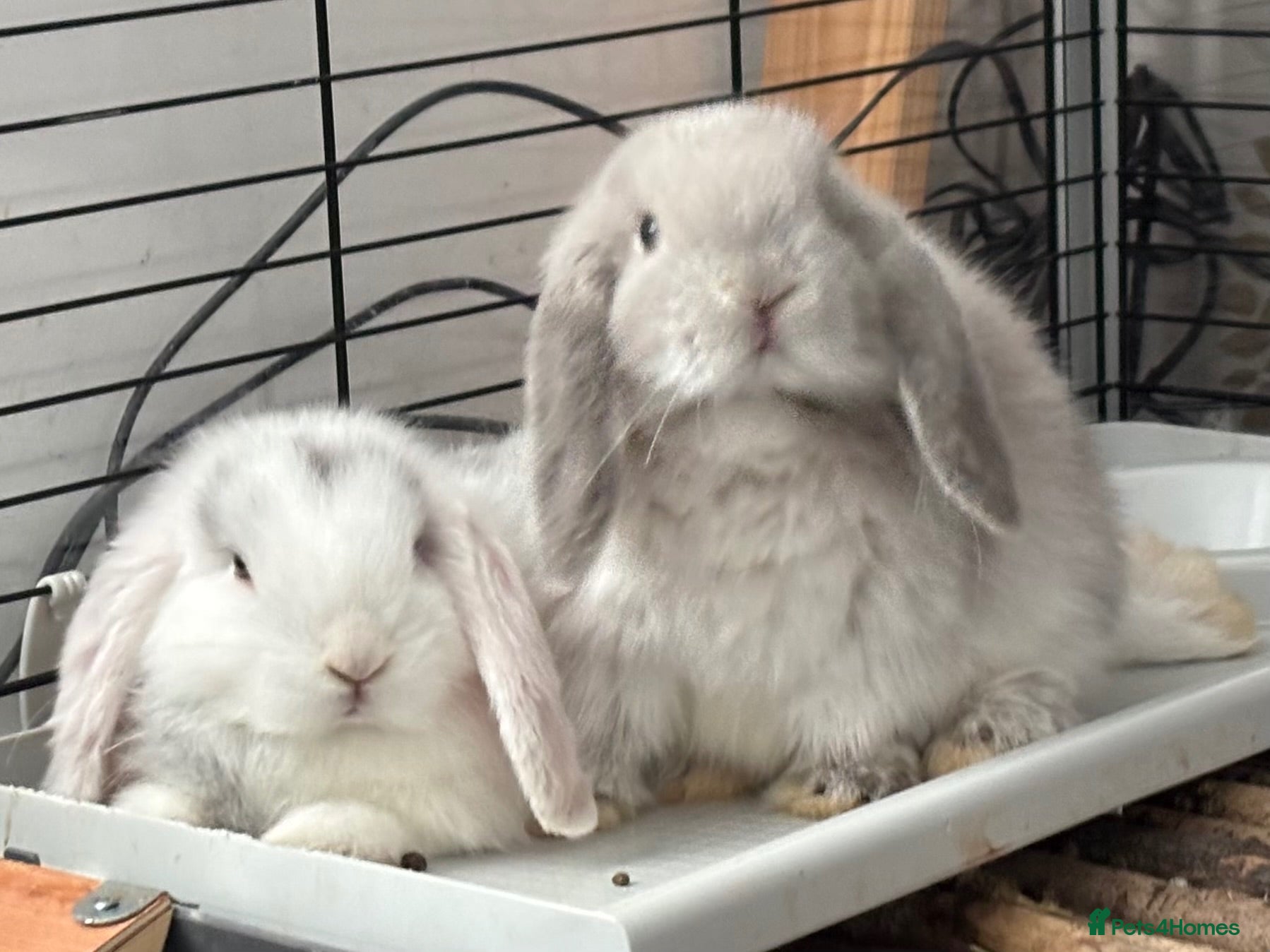 Mini Lop rabbits Please read advert - 1 baby mini lops - Advert 1
