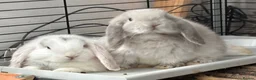 Mini Lop rabbits for sale: Please read advert - 1 lovely young mini lop male - Advert 3