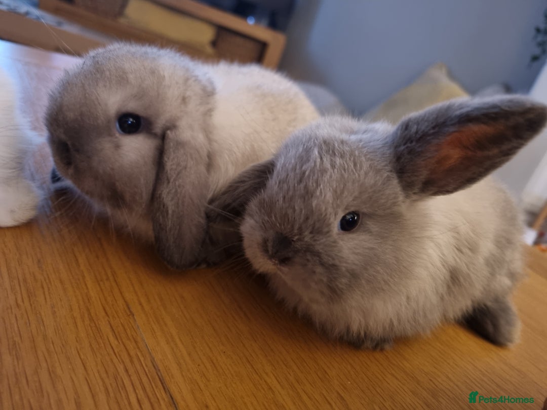 Mini Lop rabbits for sale: 3 lovely mini lop rabbits - Image 5