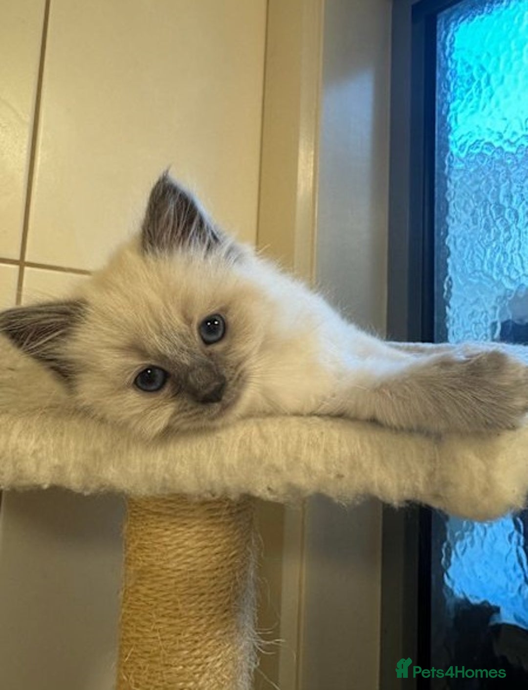 Ragdoll cats for sale: Amazing top Quality Ragdolls  - Image 4