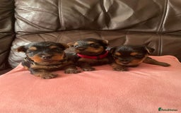 Yorkshire Terrier dogs for sale: ** Yorkshire Terrier Puppies  - Image 3