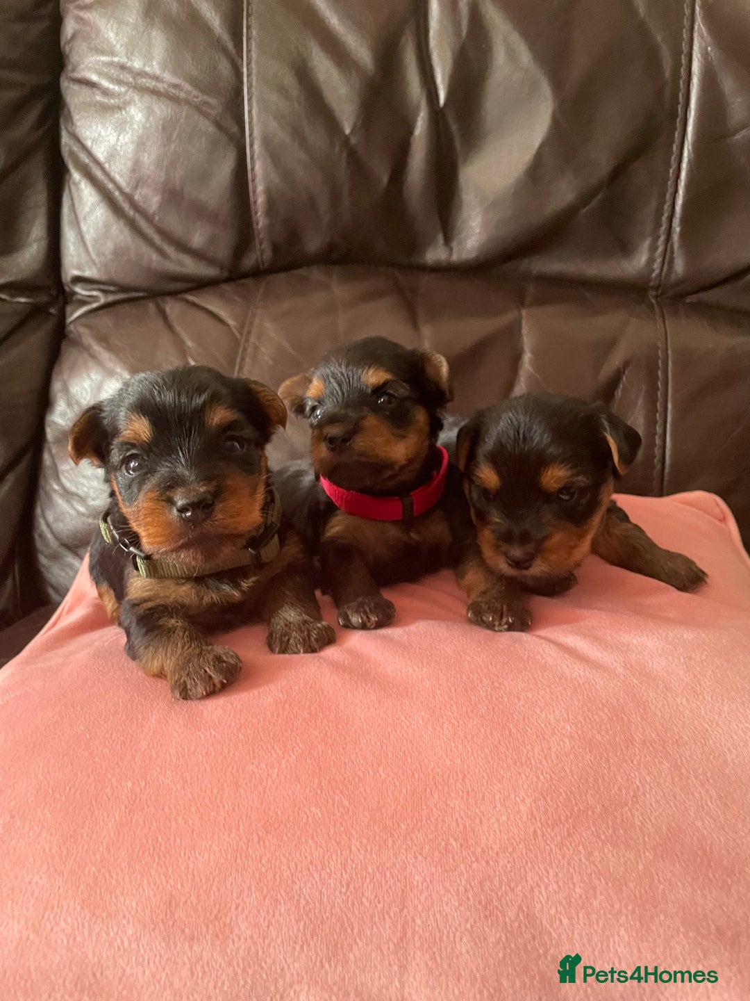 Yorkshire Terrier dogs for sale: ** Yorkshire Terrier Puppies  - Image 3
