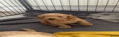 Mixed Breed Puppy 1