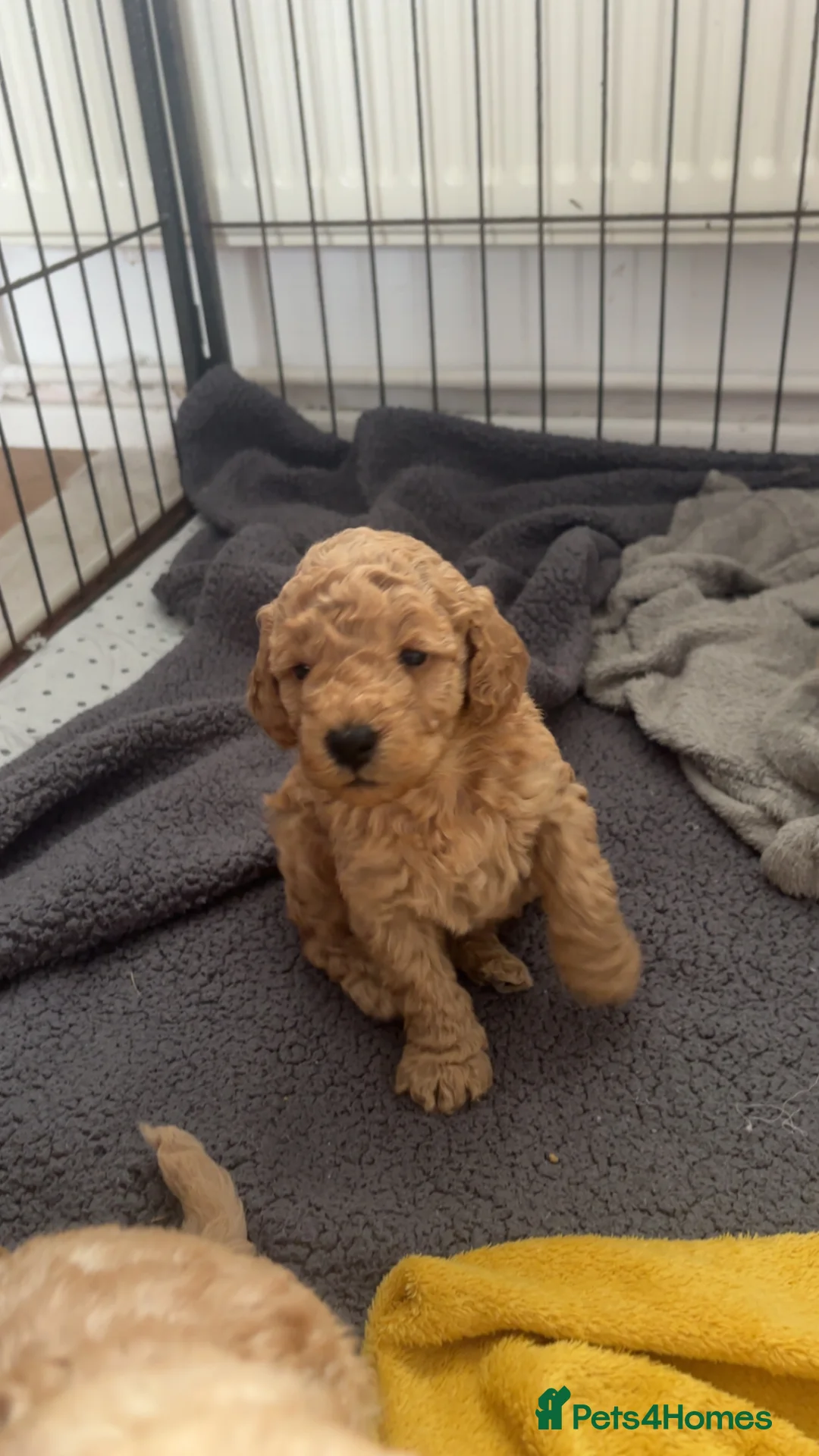 Mixed Breed dogs for sale: Adorable puppies looking for five star homes! in Machynlleth - Advert 1