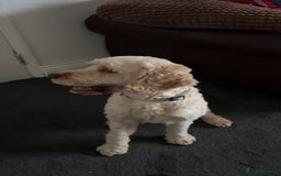 Cockapoo dogs for stud: Buddy the cockapoo ❤️ - Advert 2