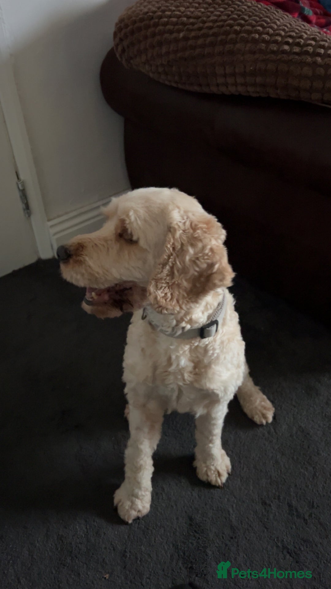 Cockapoo dogs for stud: Buddy the cockapoo ❤️ - Advert 2