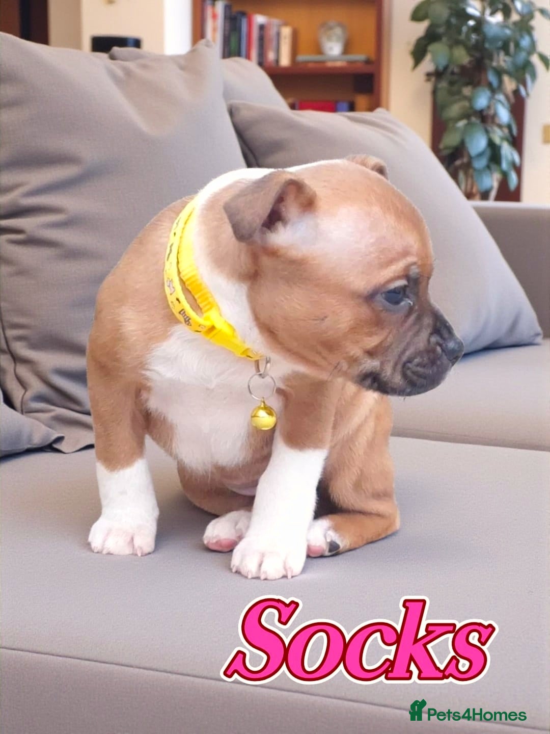 Staffordshire Bull Terrier dogs for sale: RED & WHITE SHORT & STOCKY TYPE PUPS AVAILABLE  - Advert 4