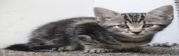 Mixed Breed cats for sale: Stunning part Siamese kittens ready now  - Advert 7