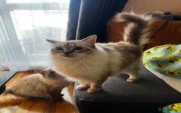Ragdoll cats for sale: GCCF Ragdoll  - Image 5