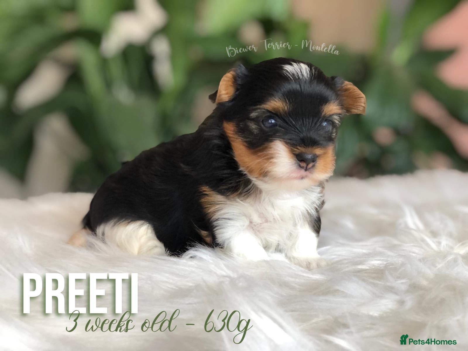 Yorkshire Terrier dogs One Gorgeous Girl Biewer Terrier LEFT! - Advert 1