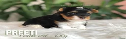 Yorkshire Terrier dogs for sale: One Gorgeous Girl Biewer Terrier LEFT! - Advert 1