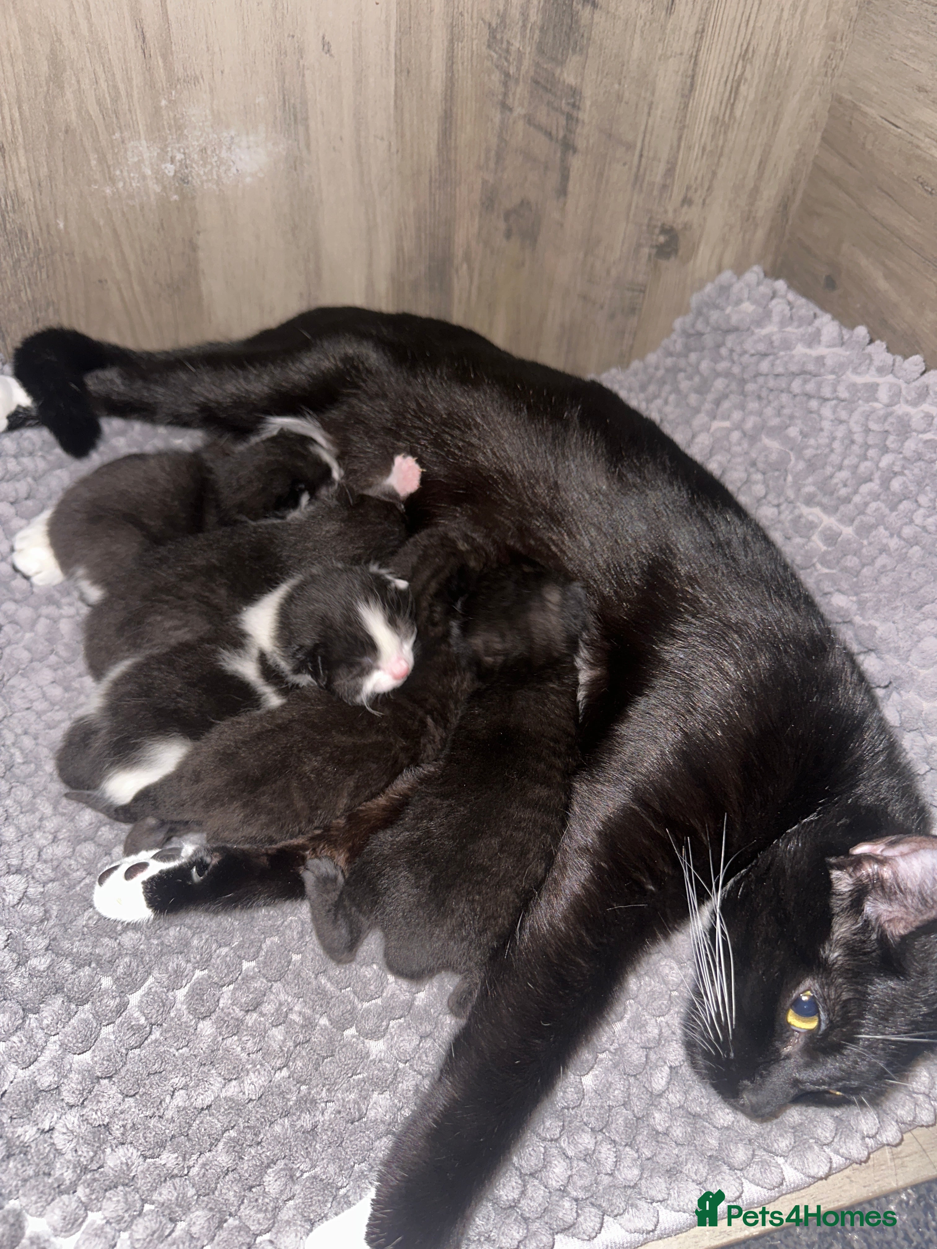 Mixed Breed cats 5 kittens - Advert 2