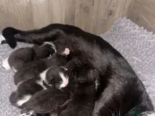 Mixed Breed cats 5 kittens - Advert 2