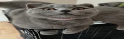 British Shorthair cats for sale: Beautiful British Shorthair Kittens  in London - Advert 4