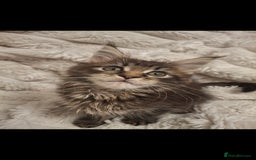 Maine Coon cats for sale: Beautiful Maine Coon girl ready now! 💫🤍 - Image 6