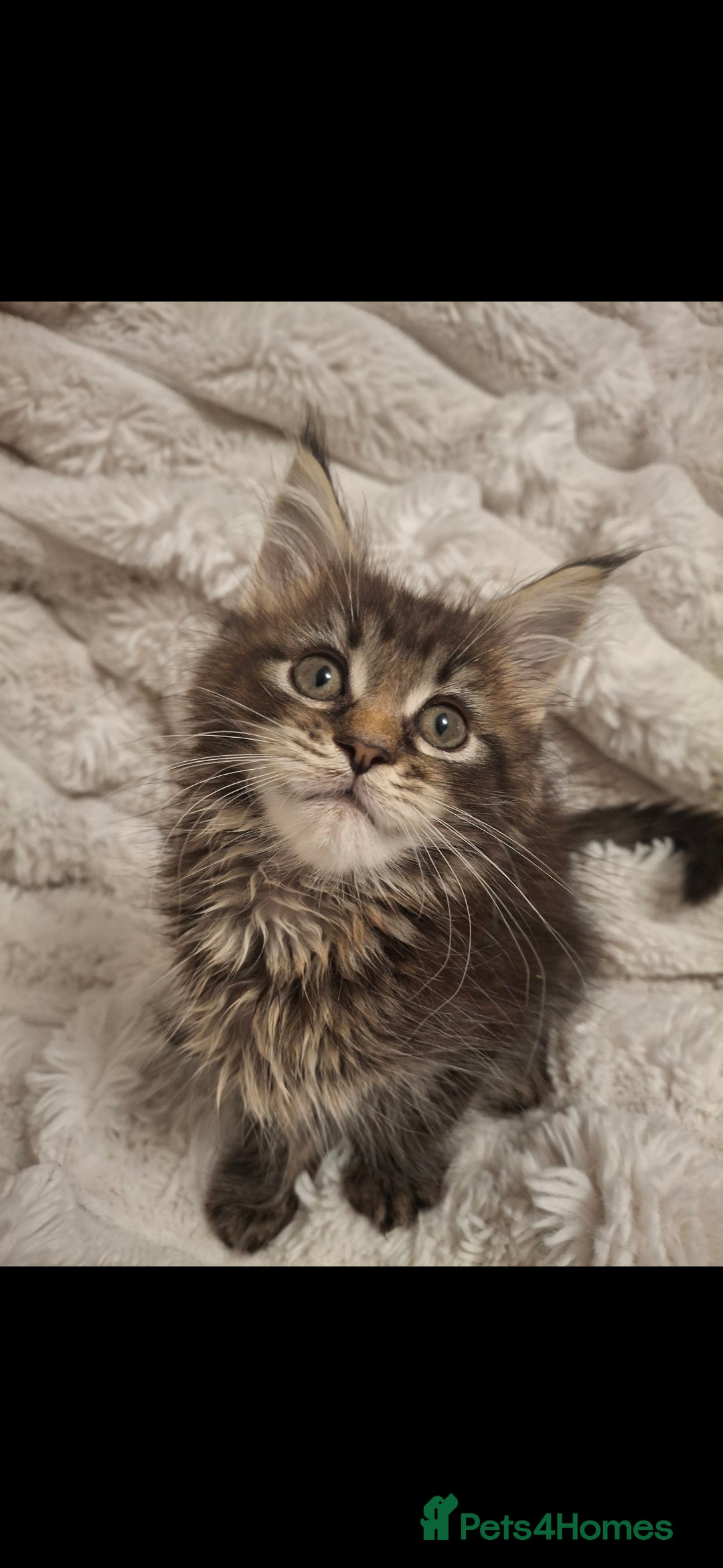 Maine Coon cats for sale: Beautiful Maine Coon girl ready now! 💫🤍 - Image 6