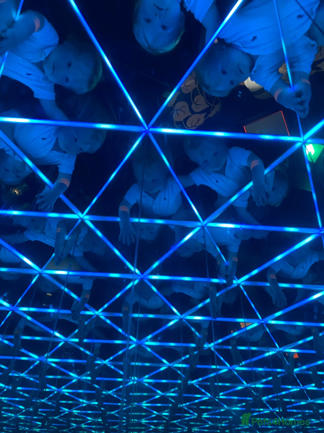 Labrador Retriever dogs for sale: Gorgeous KC registered Labrador puppies  - Advert 12