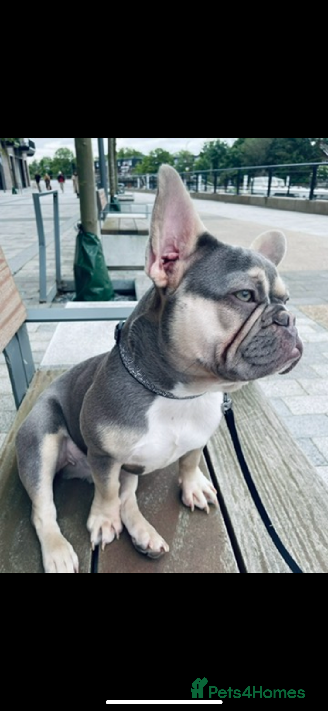 French Bulldog dogs for sale: KC registered male frenchie ready to leave now!:) - Advert 6