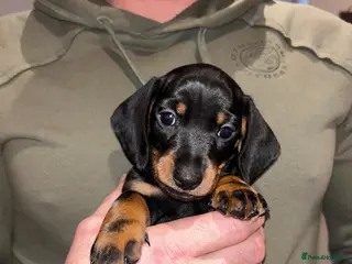 Miniature Dachshund dogs Miniature dachshund - Advert 3