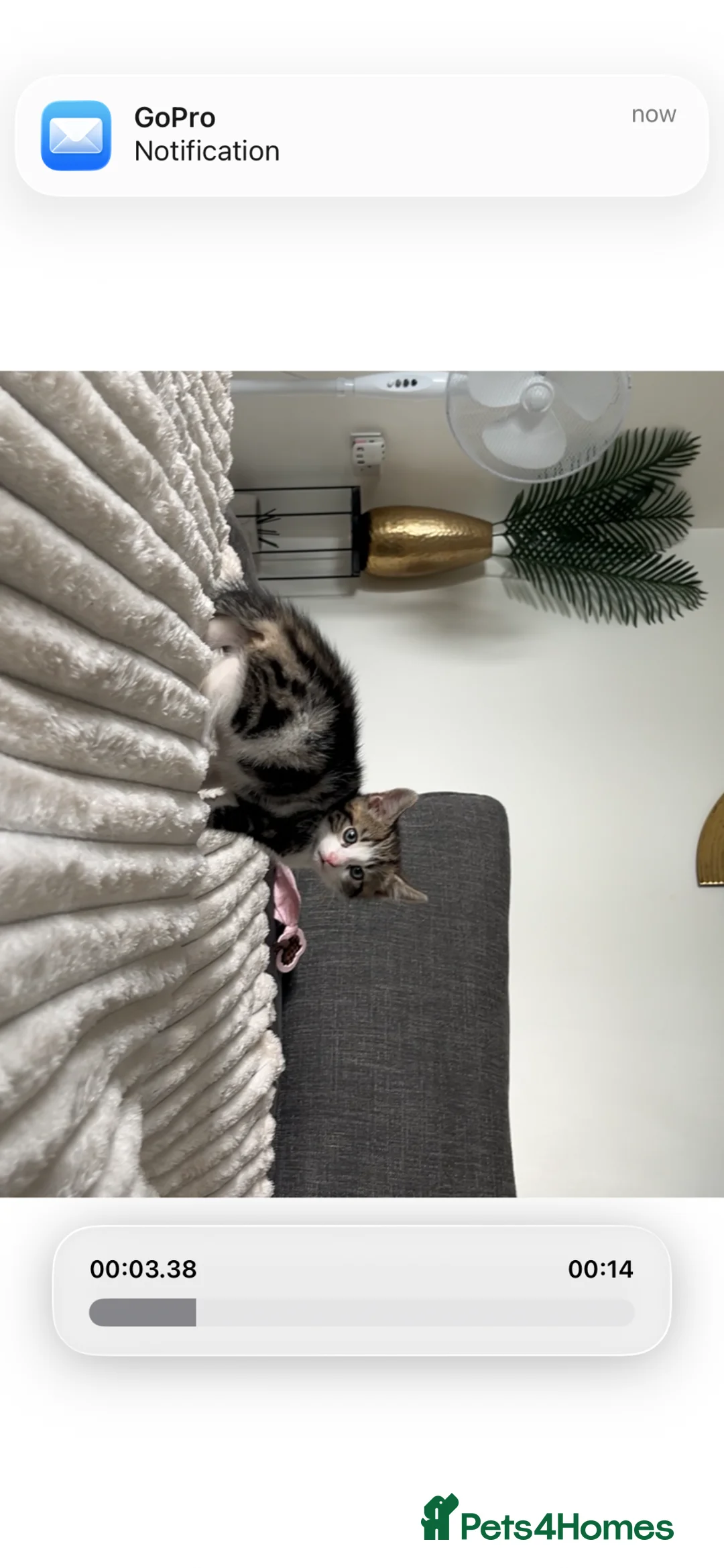 Mixed Breed cats for sale: Gorgeous male kitten ready to go  - Advert 6
