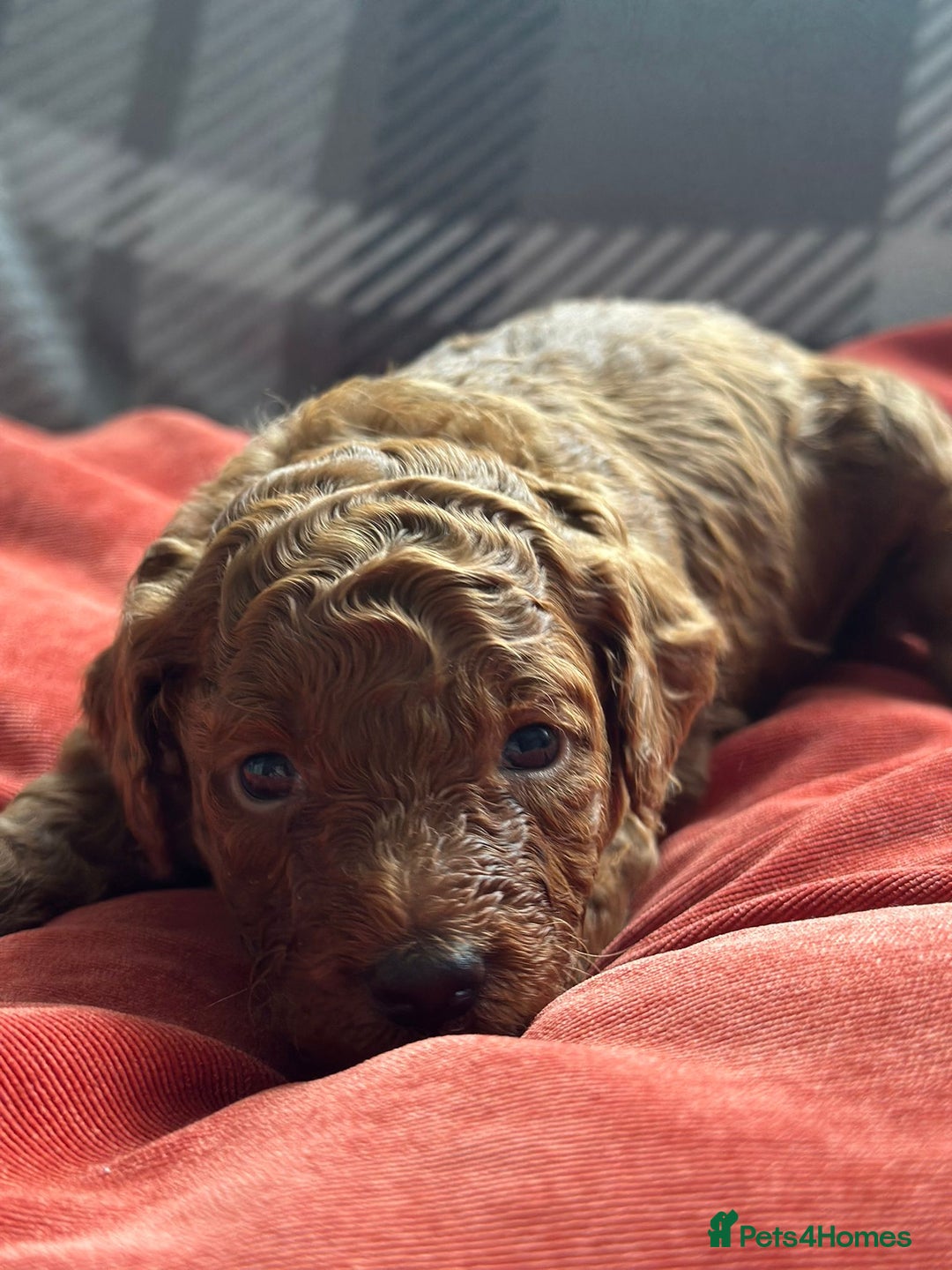 Mixed Breed dogs for sale: Poochon x Maltipoo puppies - Image 10