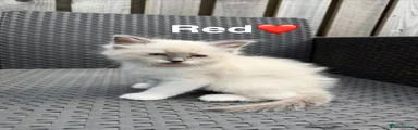 Ragdoll Kitten 4