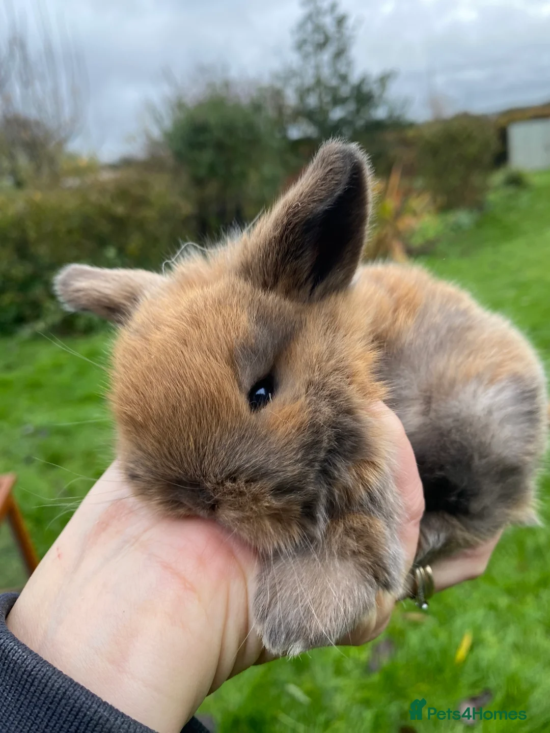 Mini Lop rabbits for sale: Beautiful pure breed mini lops  - Advert 11