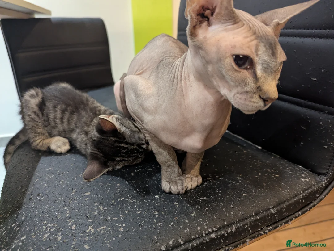 Mixed Breed cats for sale: Black short hair kitten with sphynx mother - Advert 4