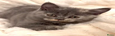 British Shorthair Kitten 4