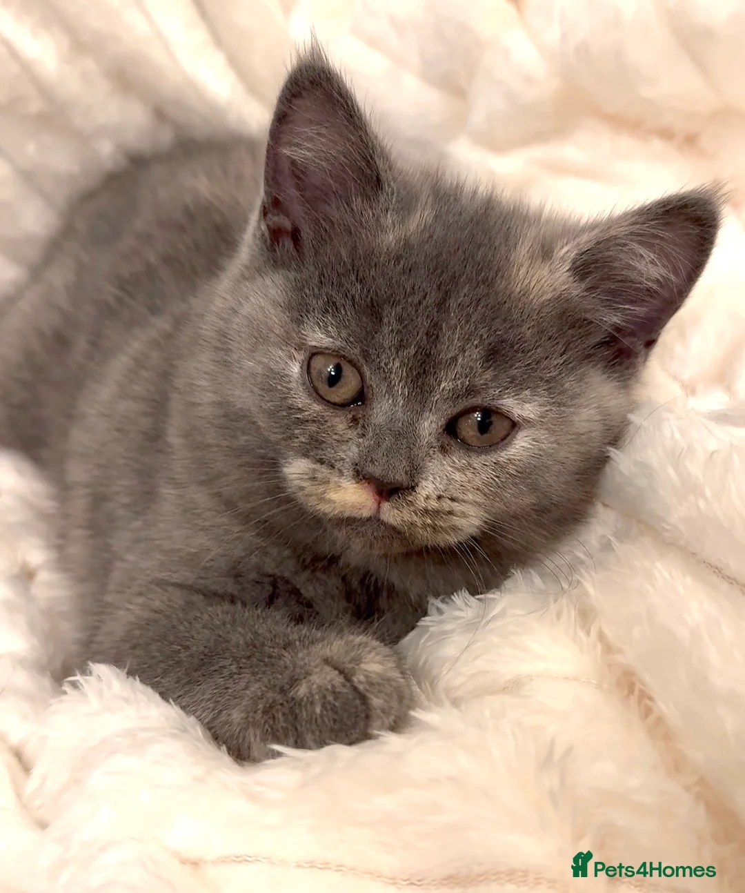 British Shorthair cats for sale: Beautiful Kitten ready to leave  - Advert 2
