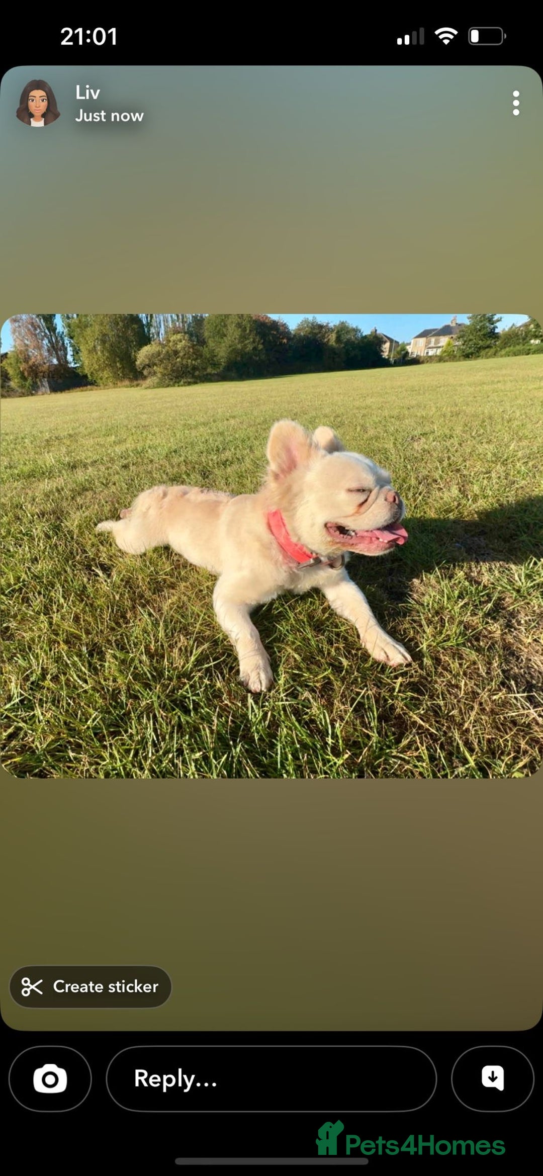 French Bulldog dogs for sale: Male full fluffy French bulldog  - Advert 4