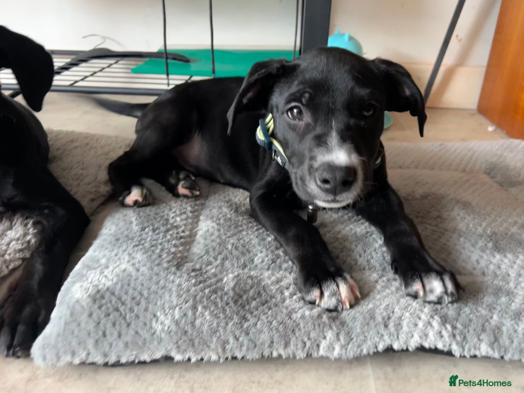Mixed Breed dogs for sale: 2 playful Labrador puppies - Image 5