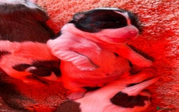 Mixed Breed dogs for sale: Lovely caver jack puppies for sale  - Advert 9