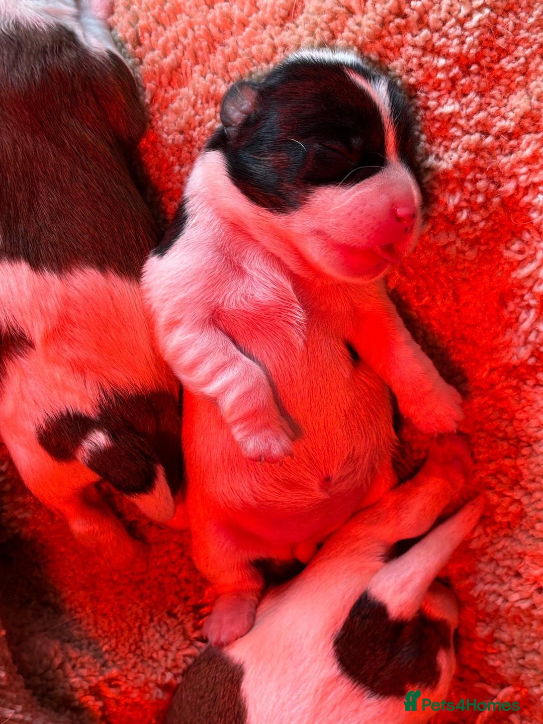 Mixed Breed dogs for sale: Lovely caver jack puppies for sale  - Advert 9